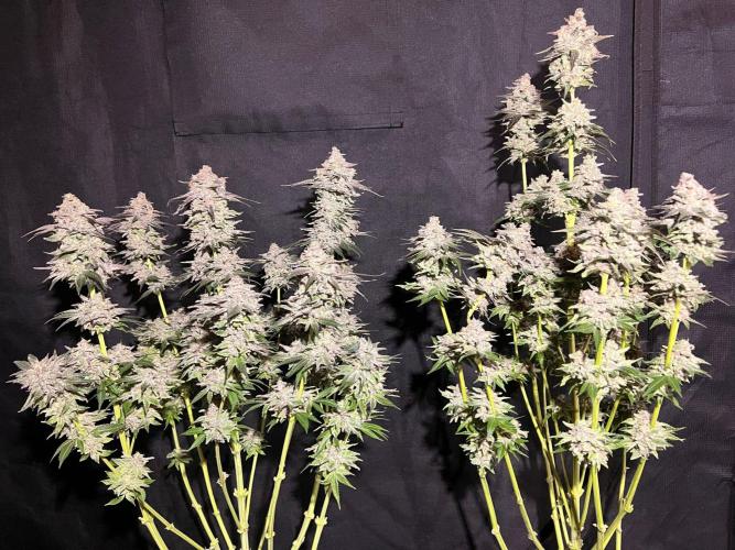 Hansova Grow. Week 15