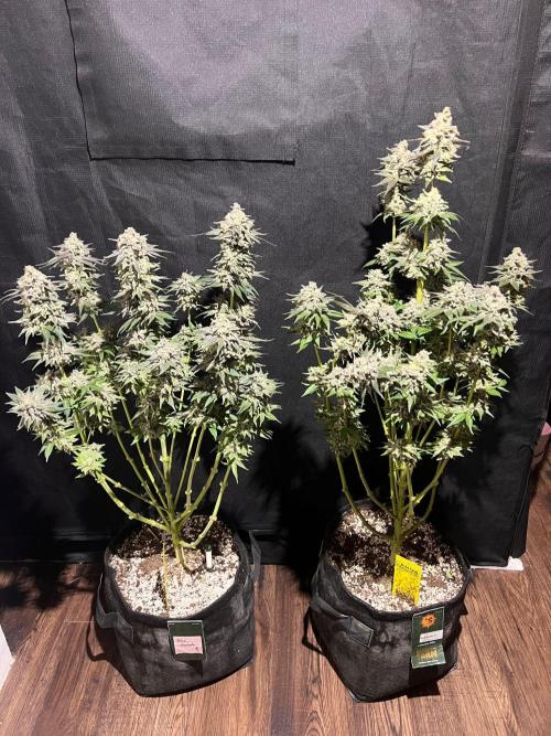 Hansova Grow. Week 15