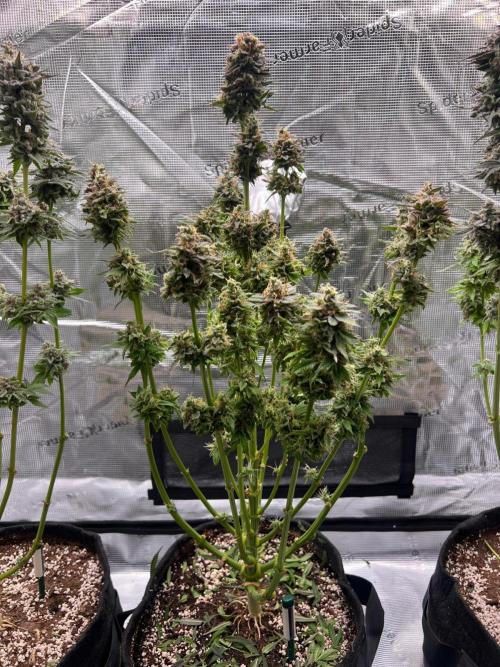 Hansova Grow. Week 15