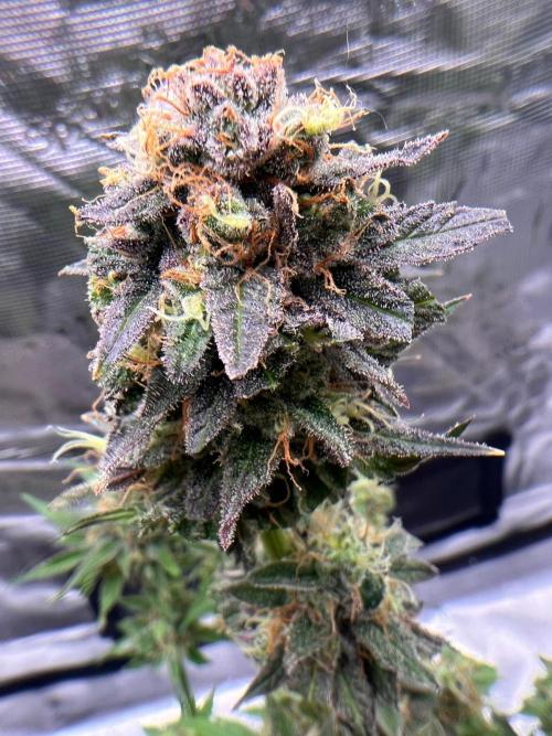 Hansova Grow. Week 15