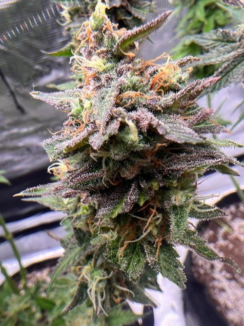 Hansova Grow. Week 15