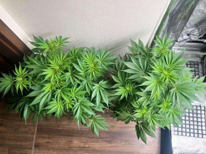 Hansova Grow. Week 7