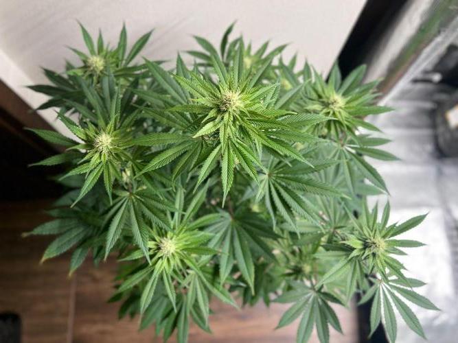 Hansova Grow. Week 9