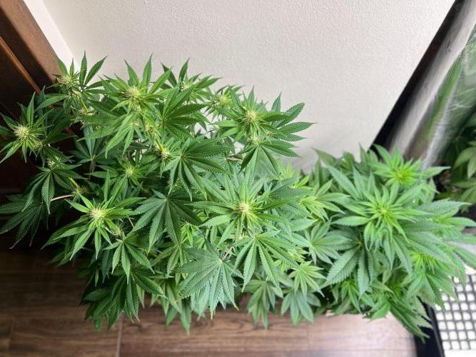 Hansova Grow. Week 8