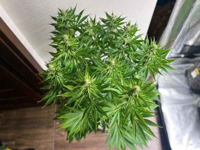 Hansova Grow. Week 9