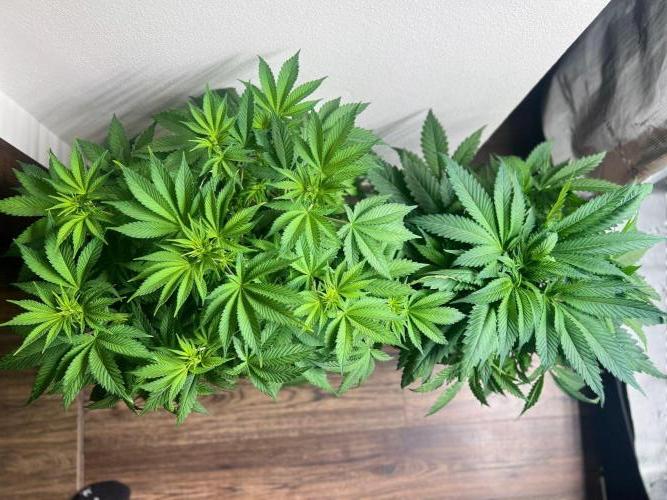 Hansova Grow. Week 6