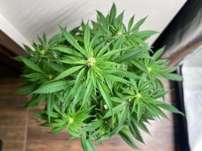 Hansova Grow. Week 9