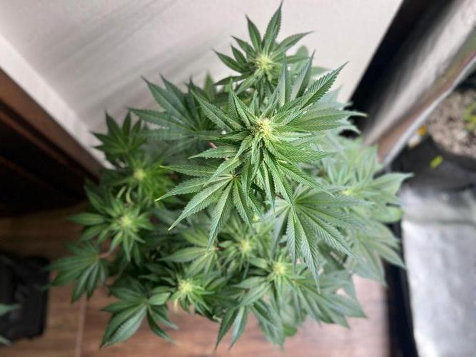 Hansova Grow. Week 9