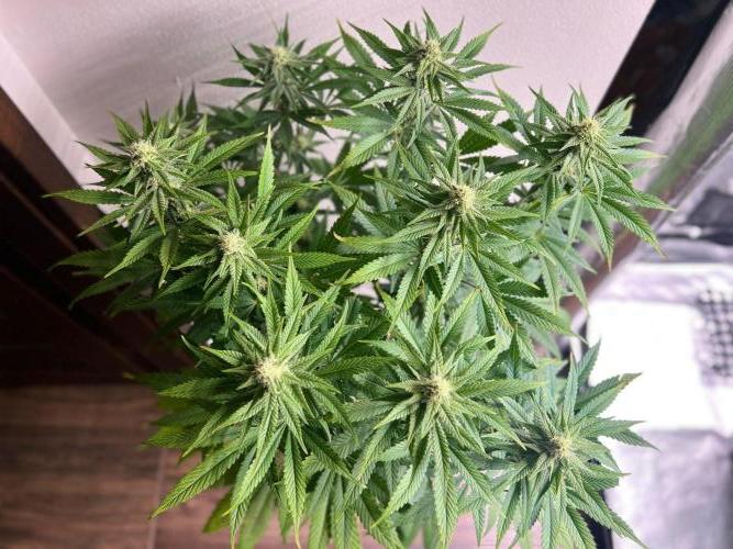 Hansova Grow. Week 9