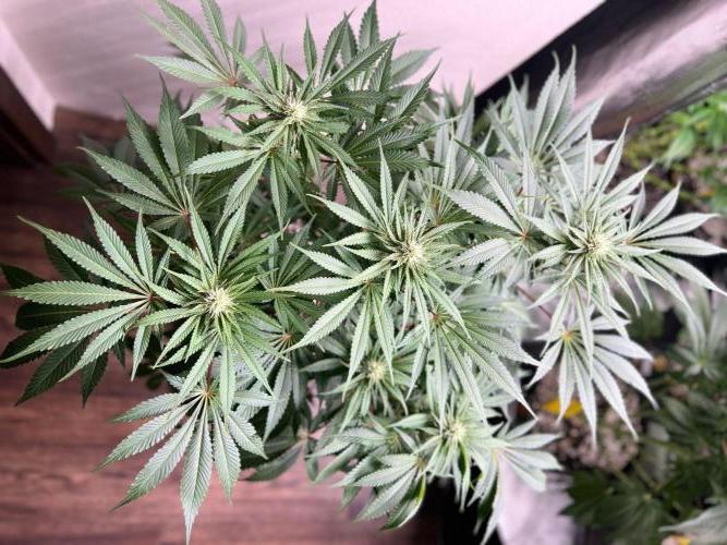 Hansova Grow. Week 9