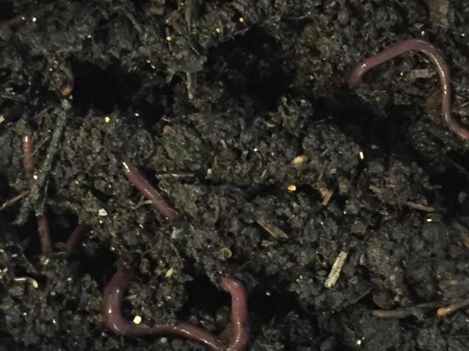 PAPAYA COOKIES AUTO. Week 0