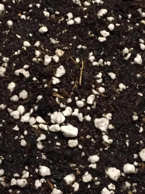 PAPAYA COOKIES AUTO. Week 0