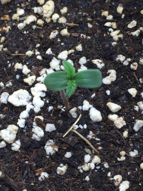 PAPAYA COOKIES AUTO. Week 1