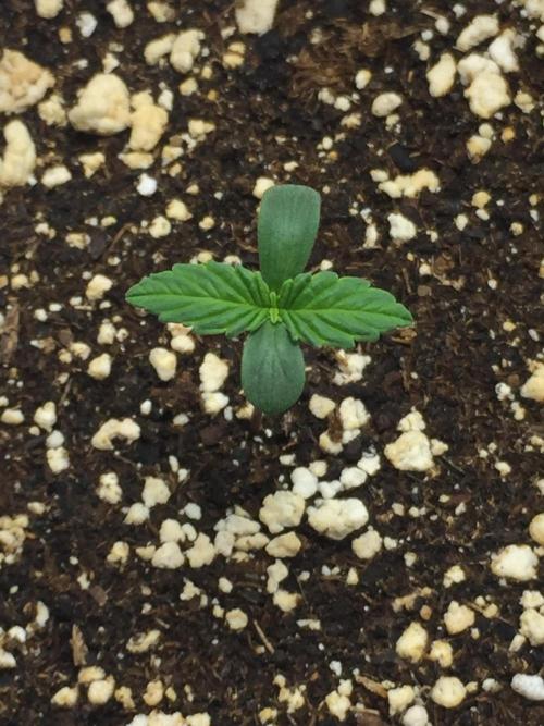PAPAYA COOKIES AUTO. Week 1