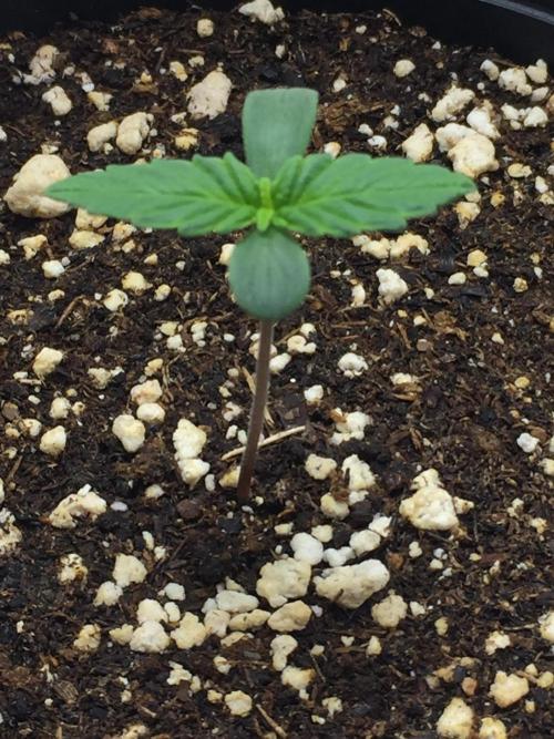 PAPAYA COOKIES AUTO. Week 1