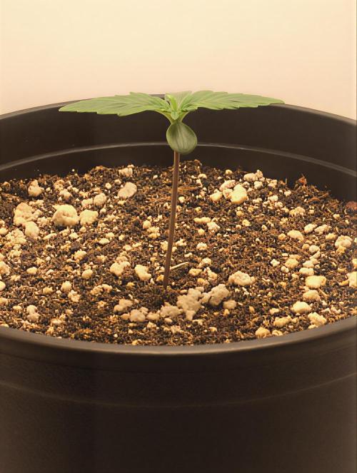 PAPAYA COOKIES AUTO. Week 1