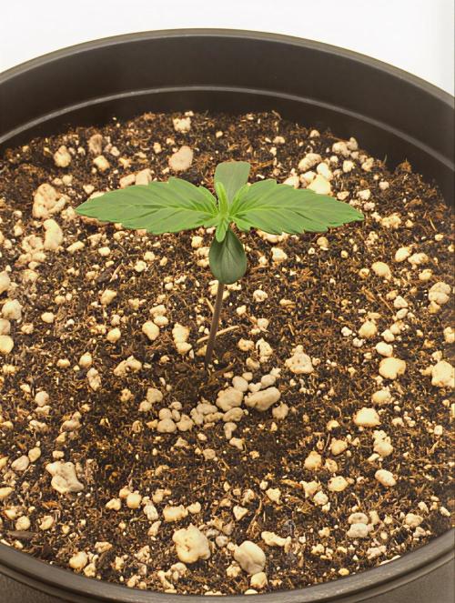 PAPAYA COOKIES AUTO. Week 1