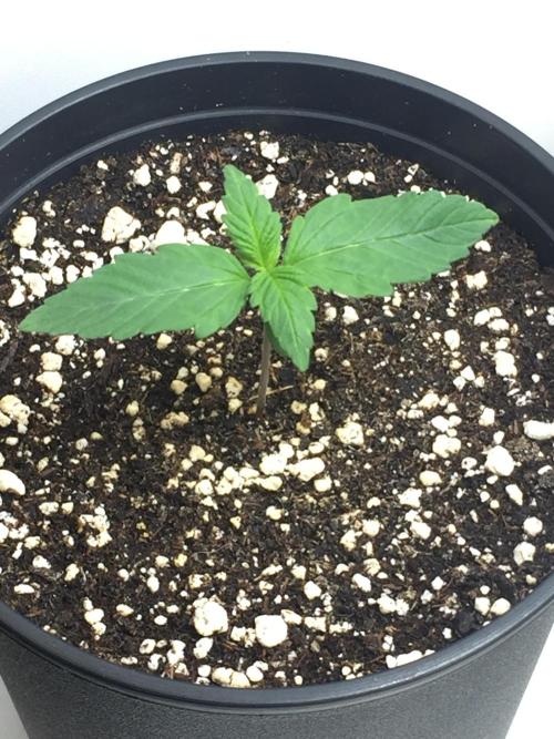 PAPAYA COOKIES AUTO. Week 2