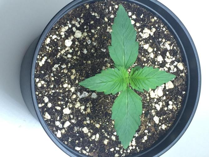 PAPAYA COOKIES AUTO. Week 2
