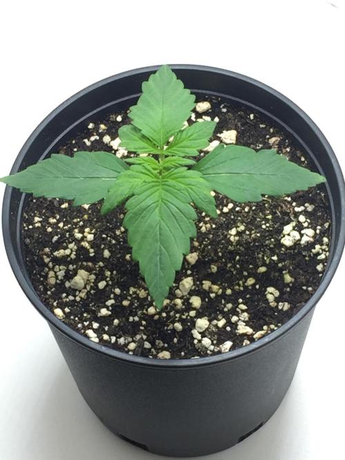 PAPAYA COOKIES AUTO. Week 2