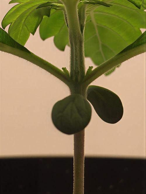 PAPAYA COOKIES AUTO. Week 2