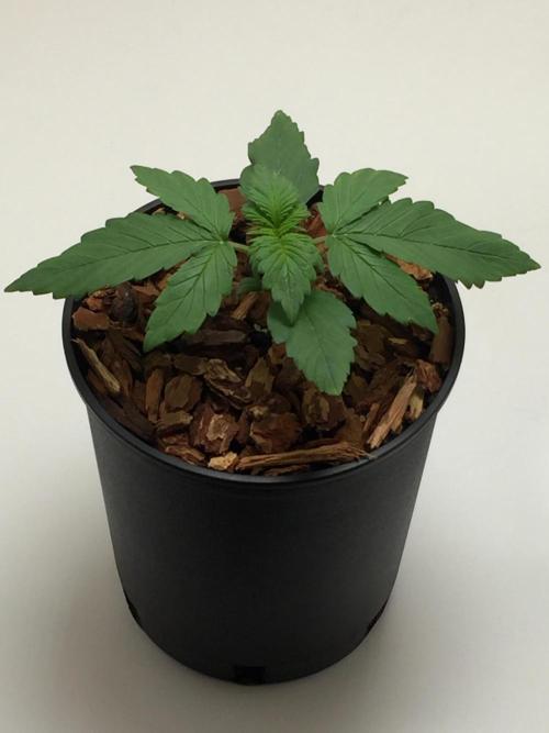 PAPAYA COOKIES AUTO. Week 3