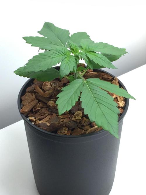 PAPAYA COOKIES AUTO. Week 3