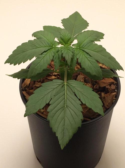 PAPAYA COOKIES AUTO. Week 3