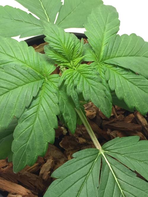 PAPAYA COOKIES AUTO. Week 3