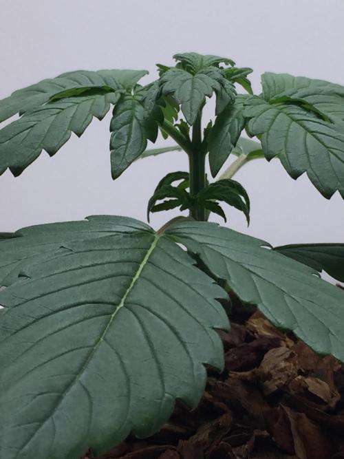 PAPAYA COOKIES AUTO. Week 3