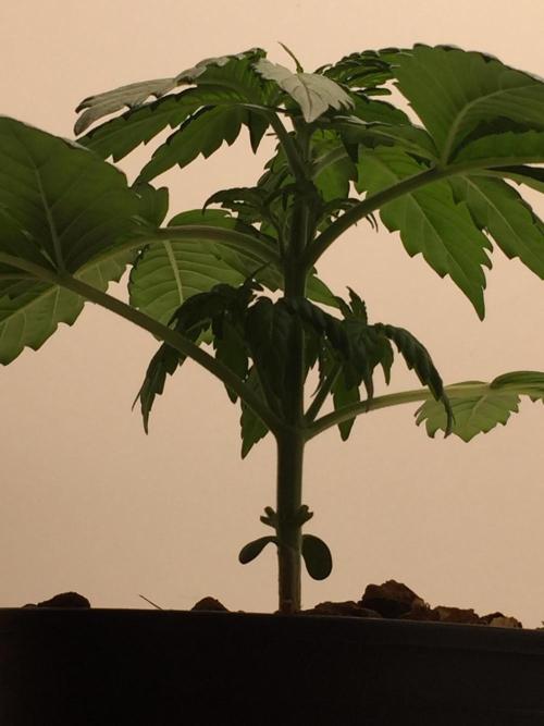 PAPAYA COOKIES AUTO. Week 4