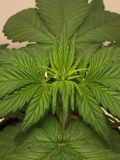 PAPAYA COOKIES AUTO. Week 4