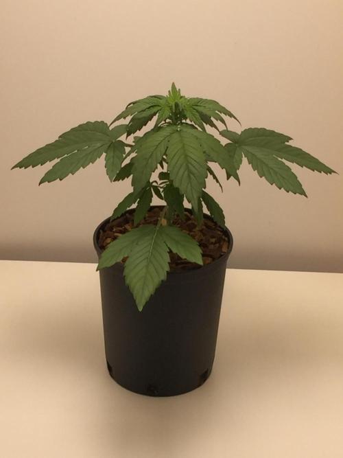 PAPAYA COOKIES AUTO. Week 4