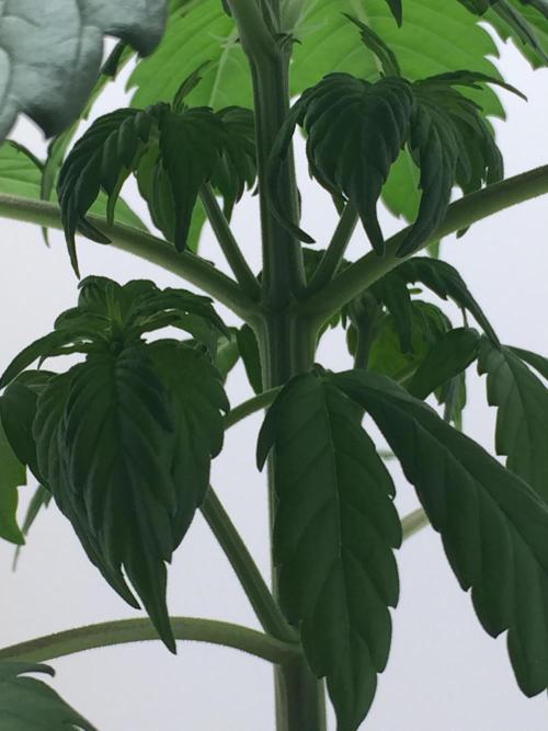 PAPAYA COOKIES AUTO. Week 4