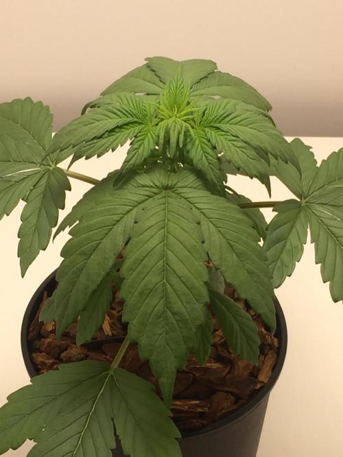 PAPAYA COOKIES AUTO. Week 4
