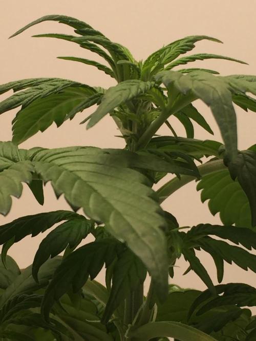 PAPAYA COOKIES AUTO. Week 5