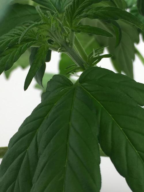 PAPAYA COOKIES AUTO. Week 5