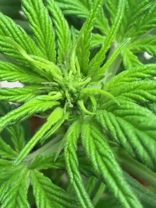 PAPAYA COOKIES AUTO. Week 5