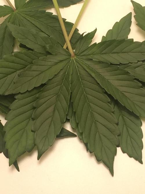 PAPAYA COOKIES AUTO. Week 5