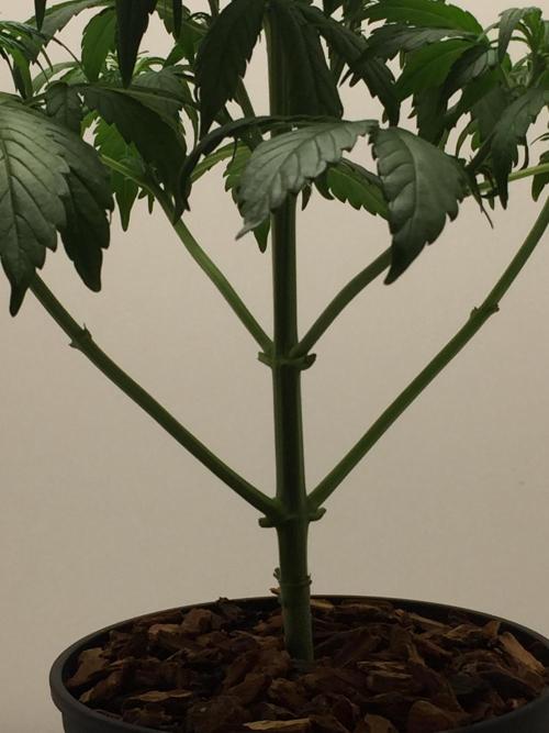 PAPAYA COOKIES AUTO. Week 5