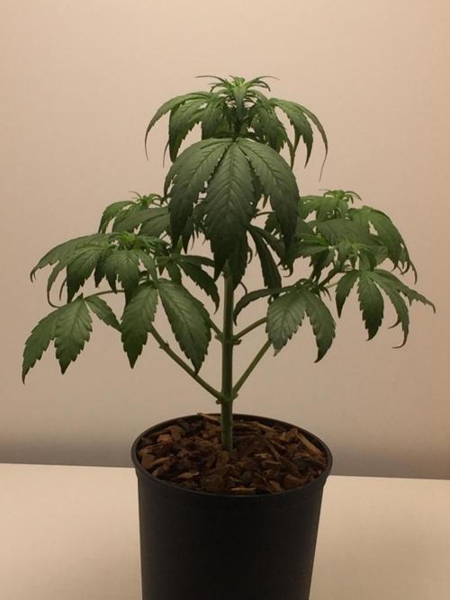 PAPAYA COOKIES AUTO. Week 5