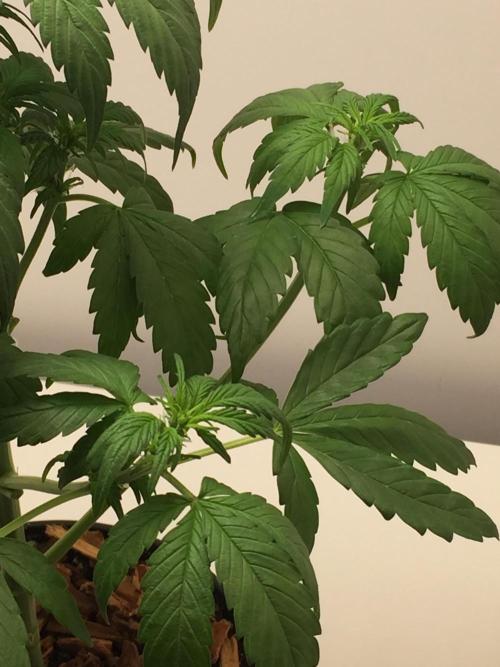 PAPAYA COOKIES AUTO. Week 5