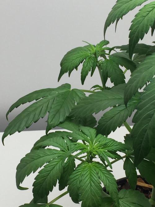 PAPAYA COOKIES AUTO. Week 5