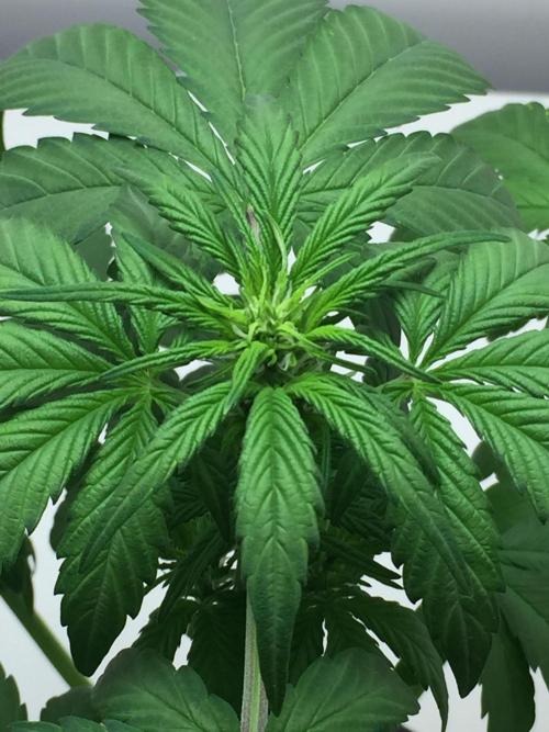 PAPAYA COOKIES AUTO. Week 5