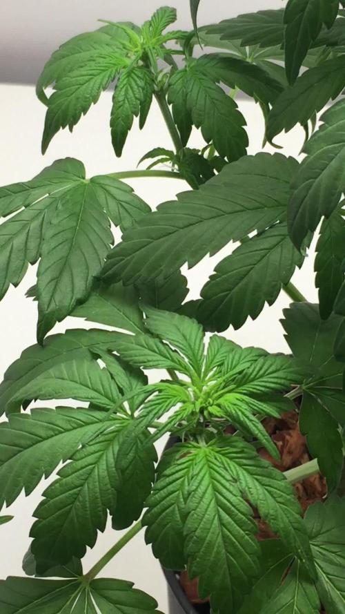 PAPAYA COOKIES AUTO