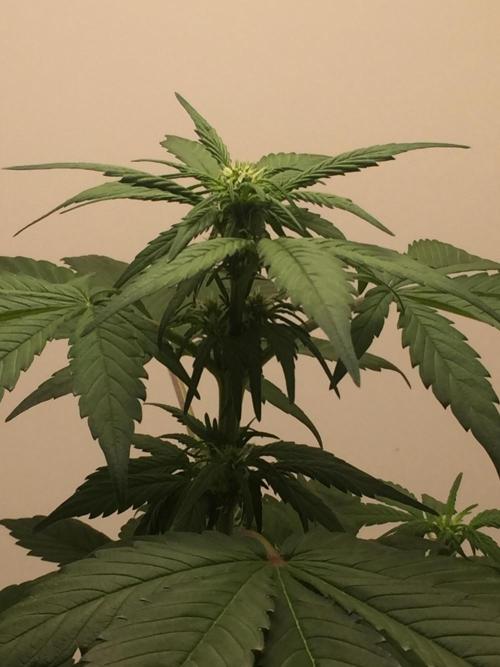 PAPAYA COOKIES AUTO. Week 6