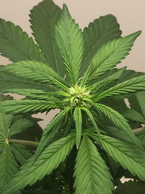 PAPAYA COOKIES AUTO. Week 6