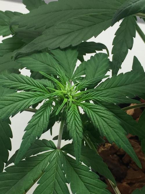 PAPAYA COOKIES AUTO. Week 6