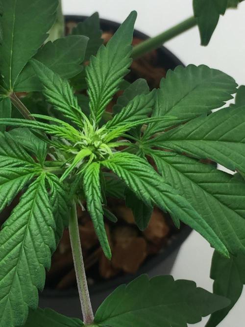PAPAYA COOKIES AUTO. Week 6