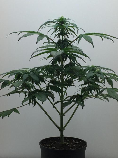 PAPAYA COOKIES AUTO. Week 6